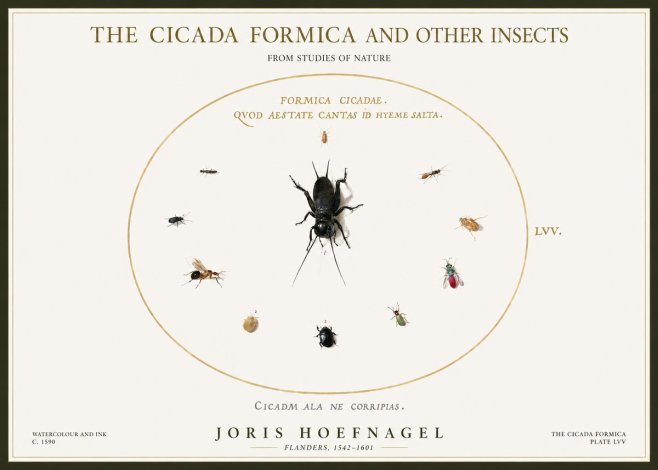 Joris Hoefnagel Formica Cicadae No5 - Affiche