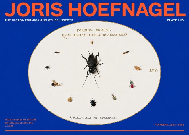 Joris Hoefnagel Formica Cicadae No6 - Affiche