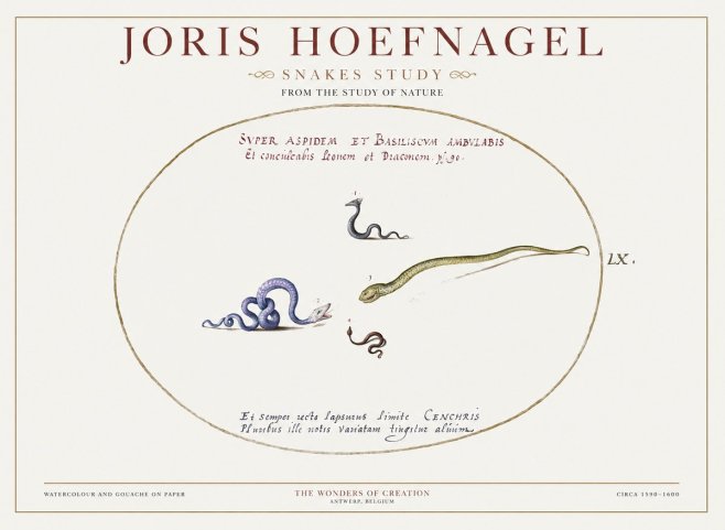 Joris Hoefnagel Studies of Serpents No2 - Affiche