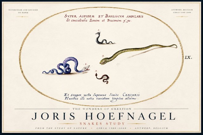 Joris Hoefnagel Studies of Serpents No6 - Affiche