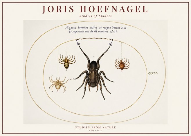 Joris Hoefnagel Study of Spiders No6 - Affiche