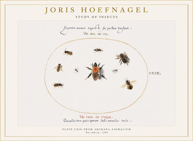 Joris Hoefnagel Insects Study II No6 - Affiche