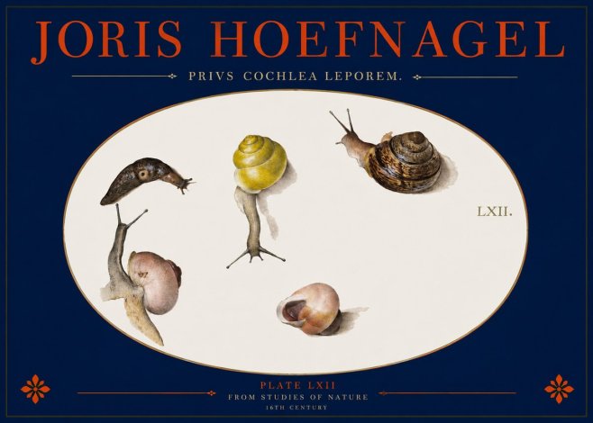 Joris Hoefnagel Privs Cochlea Leporem. No2 - Affiche