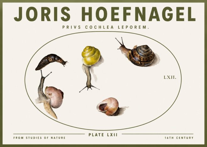 Joris Hoefnagel Privs Cochlea Leporem. No3 - Affiche