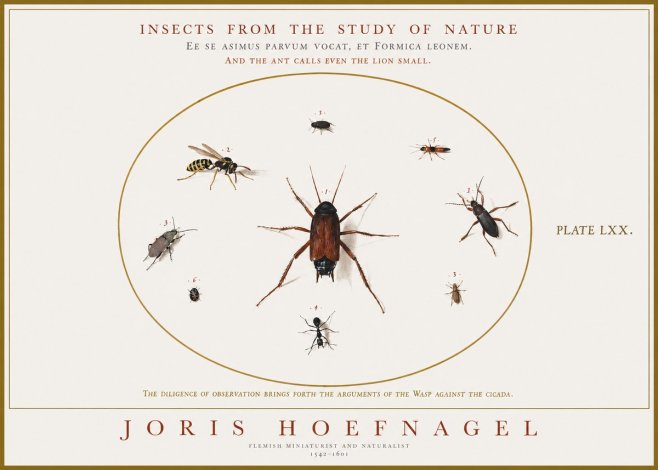 Joris Hoefnagel Insects from the Study of Nature No1 - Affiche