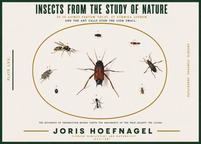 Joris Hoefnagel Insects from the Study of Nature No2 - Affiche
