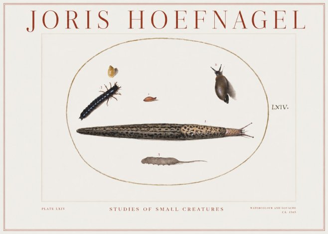 Joris Hoefnagel Plate Lxiv No2 - Affiche