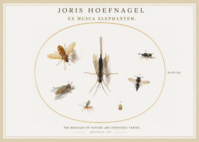 Joris Hoefnagel Ex Mvsca Elephantem. No2 - Affiche