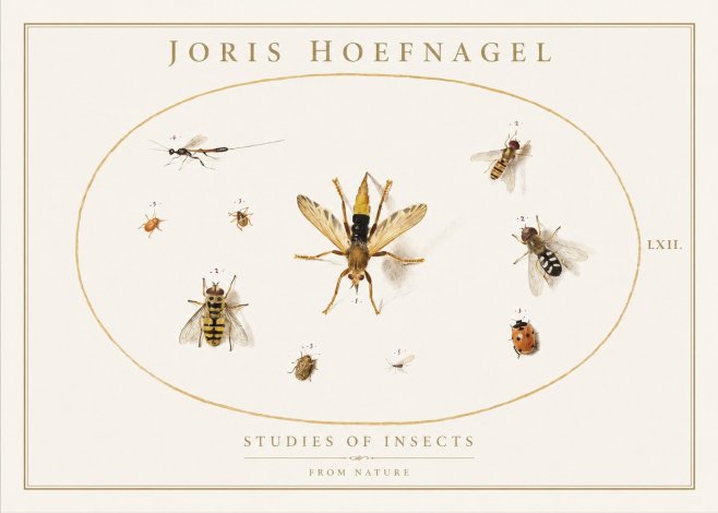 Joris Hoefnagel Studies of Insects IV No1 - Affiche
