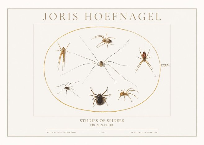 Joris Hoefnagel Studies of Spiders from Nature No1 - Affiche