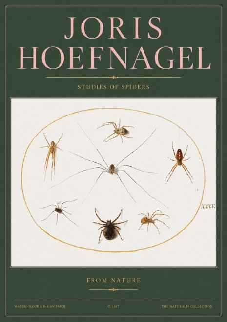 Joris Hoefnagel Studies of Spiders from Nature No2 - Affiche