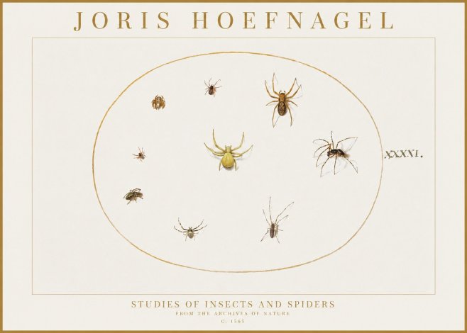 Joris Hoefnagel Studies of Insects and Spiders No1 - Affiche