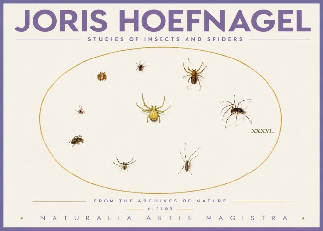 Joris Hoefnagel Studies of Insects and Spiders No4 - Affiche