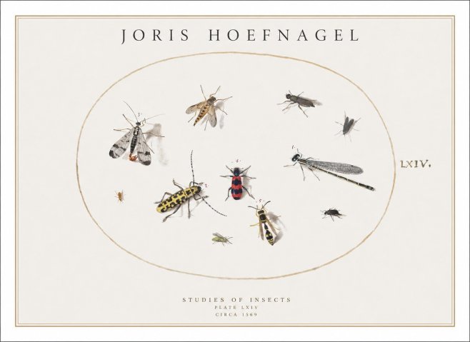 Joris Hoefnagel Studies of Insects - Plate Lxiv No1 - Affiche