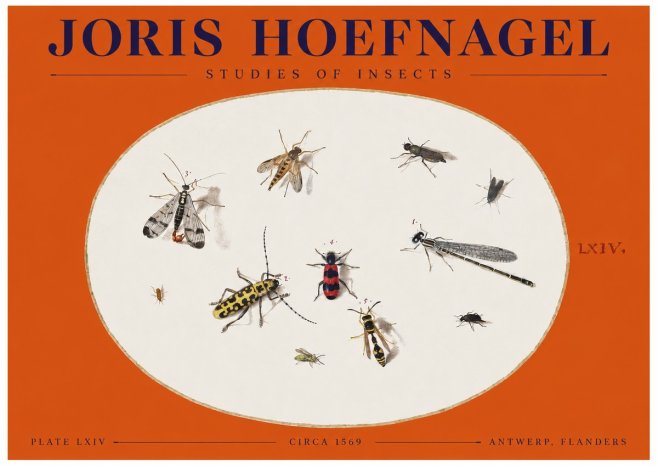 Joris Hoefnagel Studies of Insects - Plate Lxiv No2 - Affiche