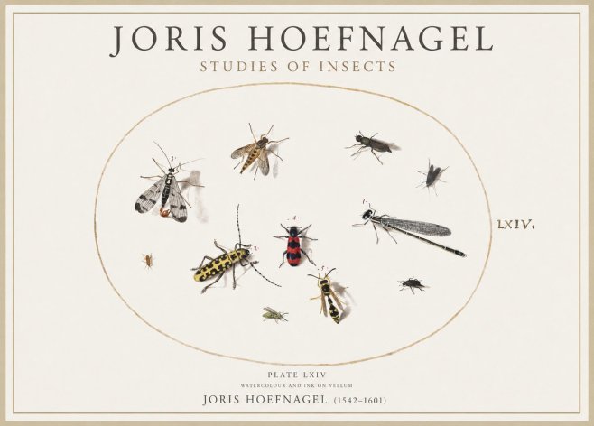 Joris Hoefnagel Studies of Insects - Plate Lxiv No4 - Affiche