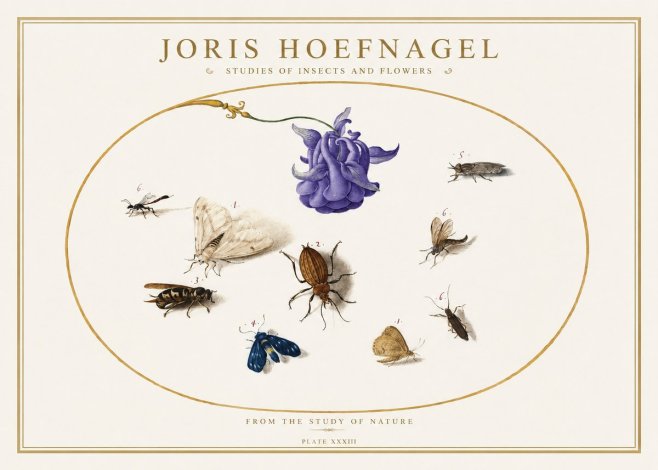 Joris Hoefnagel Studies of Insects and Flowers No5 - Affiche