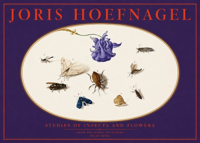 Joris Hoefnagel Studies of Insects and Flowers No6 - Affiche