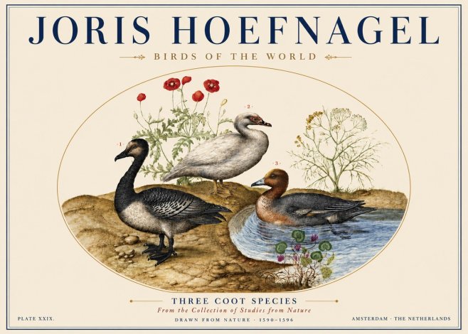 Joris Hoefnagel Three Coot Species No5 - Affiche