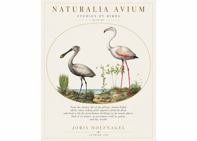 Joris Hoefnagel The Solitary Sanctuary of the Spoonbill and the Flamingo No2 - Affiche