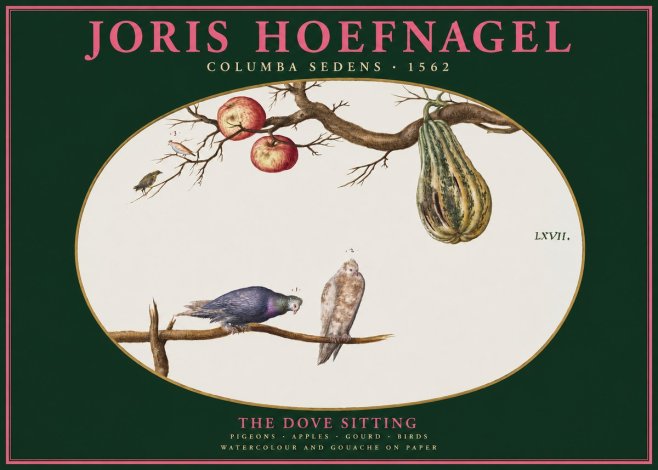 Joris Hoefnagel Pigeons Sitting. No3 - Affiche