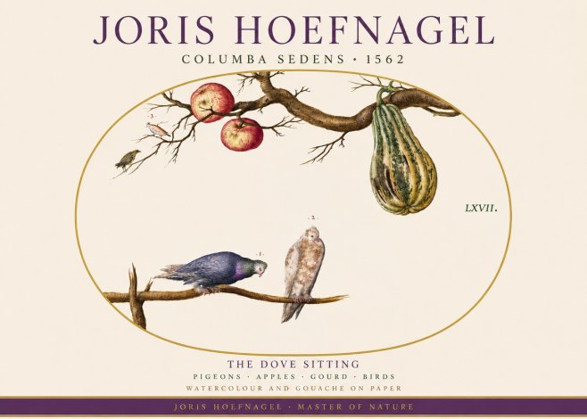 Joris Hoefnagel Pigeons Sitting. No4 - Affiche