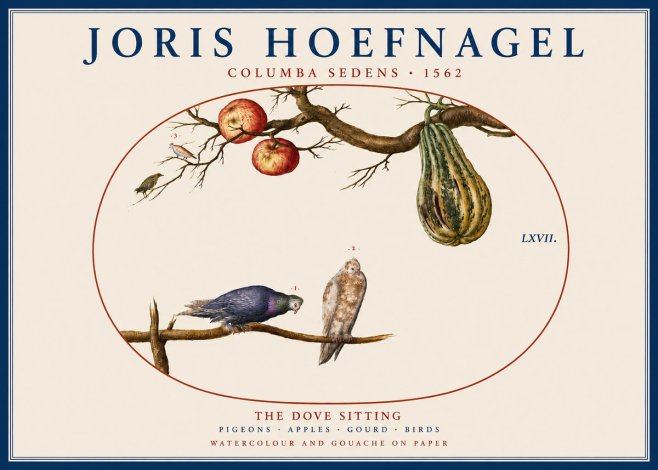 Joris Hoefnagel Pigeons Sitting. No5 - Affiche