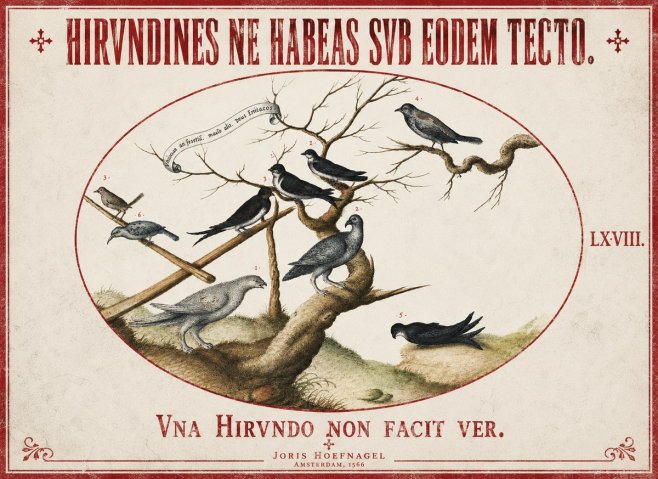 Joris Hoefnagel Birds Study No3 - Affiche