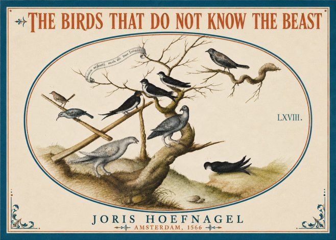 Joris Hoefnagel Birds Study No6 - Affiche