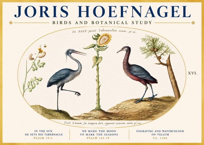 Joris Hoefnagel Birds and Plants Under the Sun No5 - Affiche