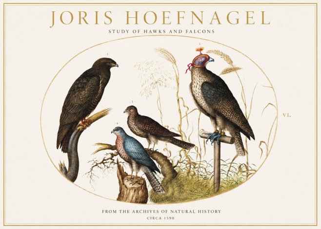 Joris Hoefnagel Studies of Hawks and Falcons No2 - Affiche