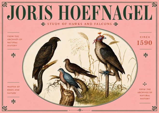 Joris Hoefnagel Studies of Hawks and Falcons No6 - Affiche