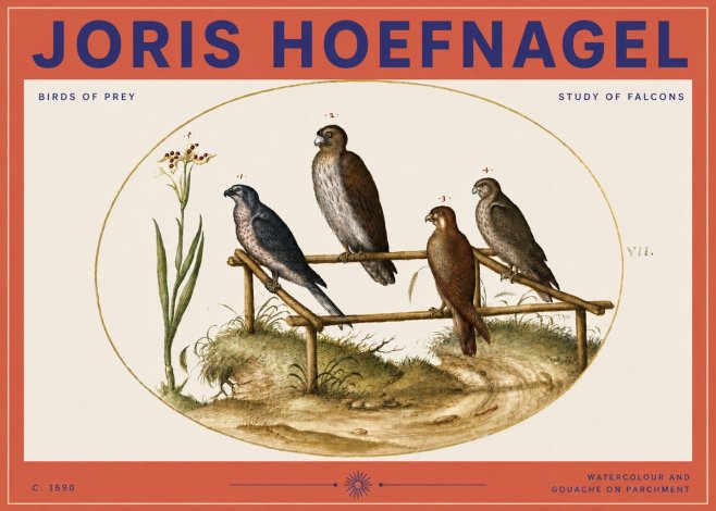 Joris Hoefnagel Study of Falcons No3 - Affiche