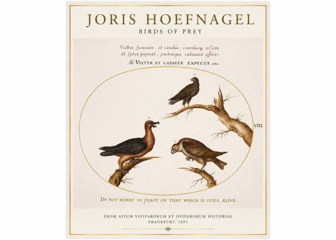Joris Hoefnagel Birds of Prey No1 - Affiche
