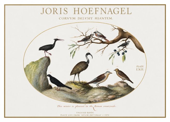 Joris Hoefnagel English Birds Plate Lxii No1 - Affiche