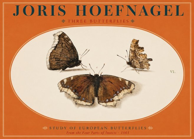 Joris Hoefnagel Three Butterflies I No2 - Affiche