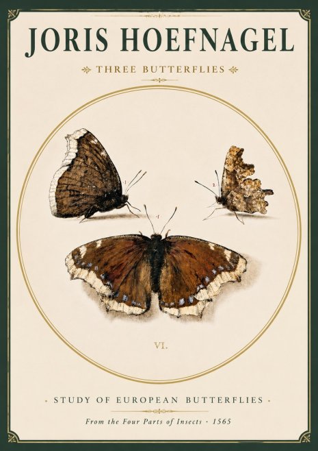 Joris Hoefnagel Three Butterflies I No3 - Affiche