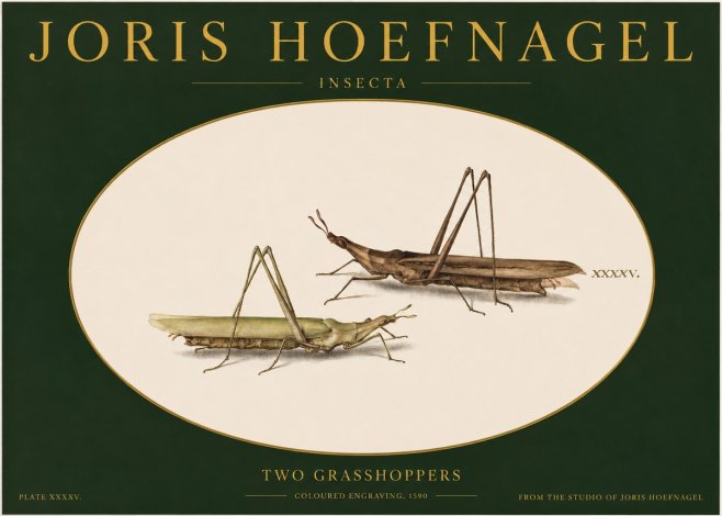 Joris Hoefnagel Two Grasshoppers No2 - Affiche