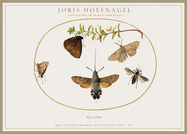 Joris Hoefnagel Five Studies of Insects and Plant No1 - Affiche