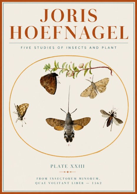 Joris Hoefnagel Five Studies of Insects and Plant No4 - Affiche