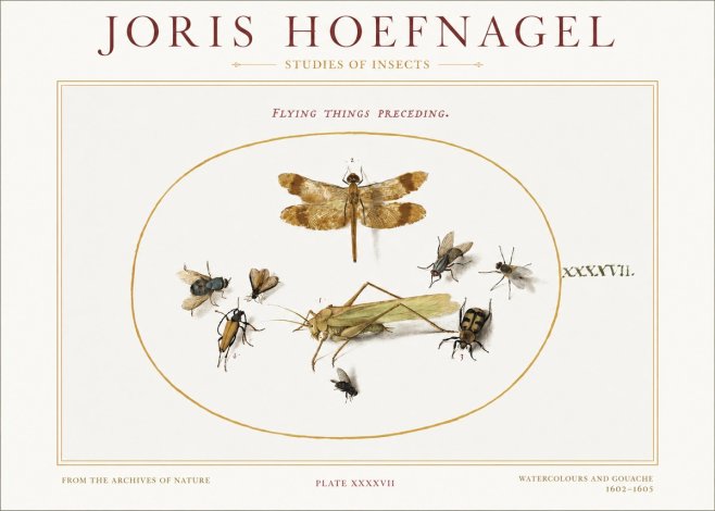 Joris Hoefnagel Flying Things Preceding. No1 - Affiche