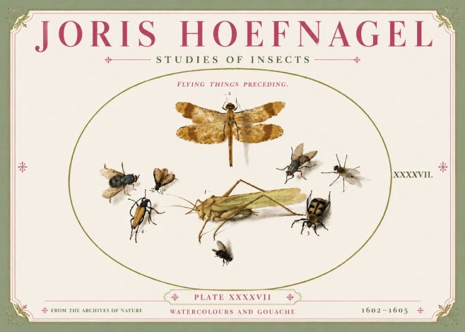 Joris Hoefnagel Flying Things Preceding. No5 - Affiche