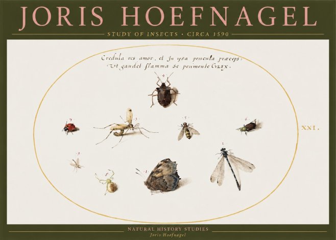 Joris Hoefnagel Study of Insects • Circa 1590 No2 - Affiche