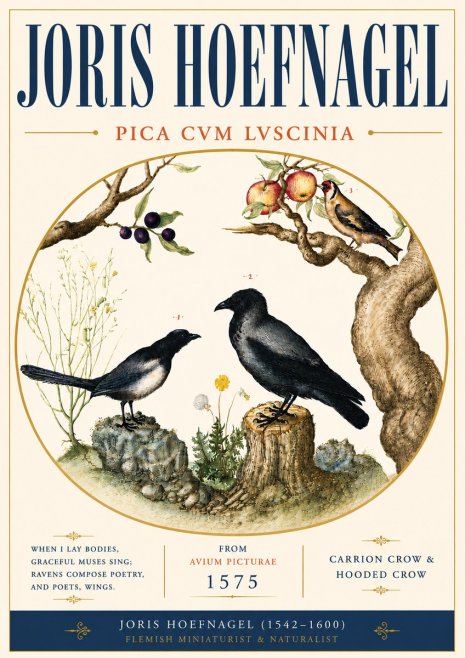 Joris Hoefnagel Carrion Crow & Hooded Crow No6 - Affiche