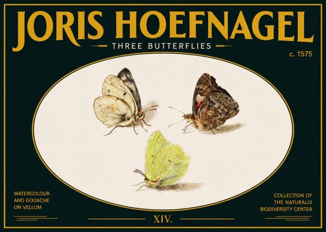 Joris Hoefnagel Three Butterflies II No5 - Affiche