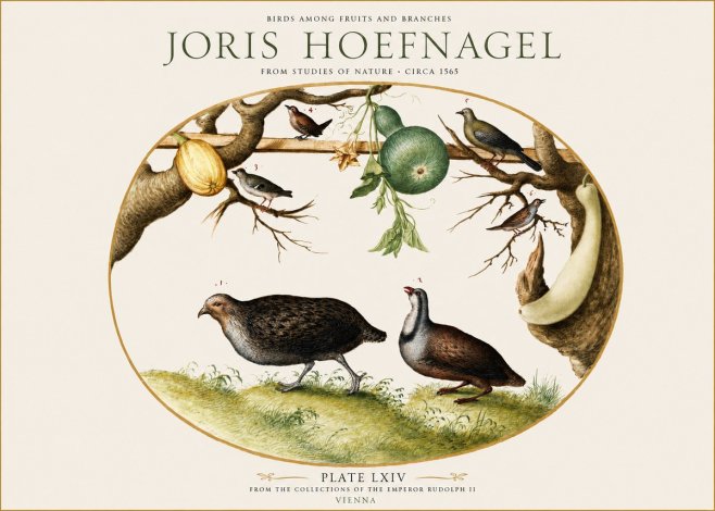 Joris Hoefnagel Birds Among Fruits and Branches No1 - Affiche