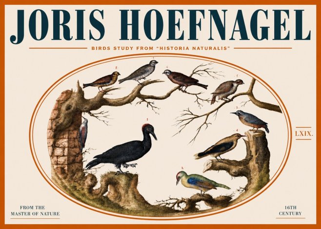 Joris Hoefnagel Birds in an Oval Frame No5 - Affiche