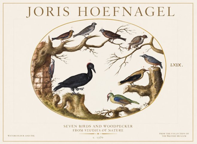 Joris Hoefnagel Birds in an Oval Frame No6 - Affiche