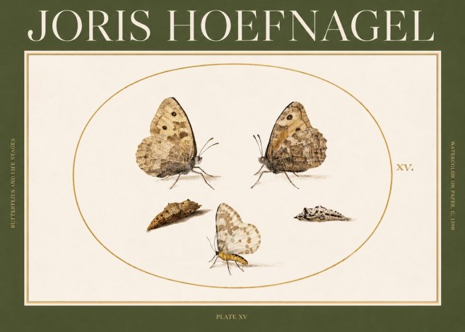 Joris Hoefnagel Butterflies and Life Stages - Plate Xv No2 - Affiche