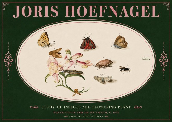Joris Hoefnagel Study of Insects and Flowering Plant No4 - Affiche